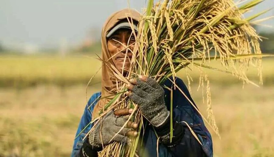 Petani membawa padi