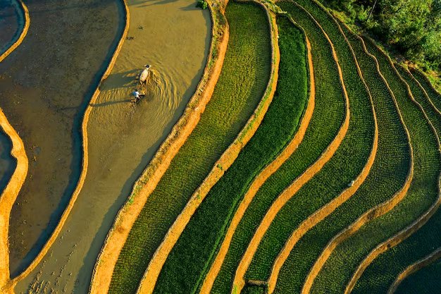 Sawah dan pertanian padi