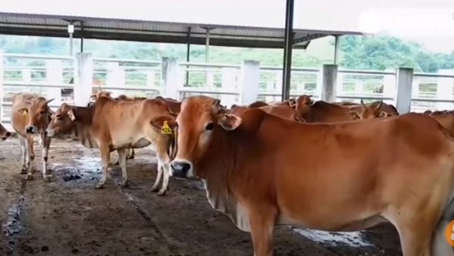 Peternakan sapi